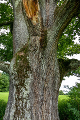 Alte Eiche (Quercus)