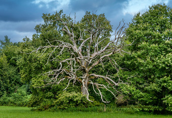 Abgestorbene Eiche (Quercus)