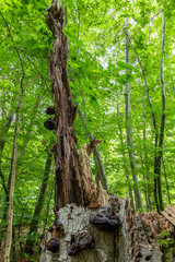 Abgestorbene Rotbuche (Fagus sylvatica)