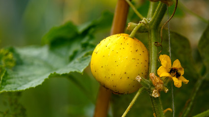 Cucumber crystal lemon fruit growing in summer kitchen garden