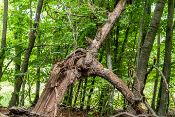 Abgestorbene Rotbuche (Fagus sylvatica)