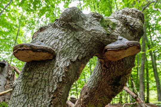 Baumstamm mit Zunderschwamm (Fomes fomentarius)