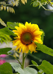 Obraz premium Sunflower plant with bumblebee growing in summer cottage garden