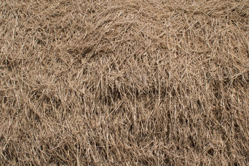 Hay background texture.
