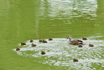 カルガモの親子 © ogawaay