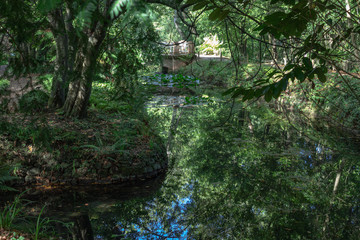 Fototapeta na wymiar River in the botanical garden