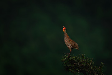 A grey-breasted spurfowl(Pternistis rufopictus) calling while perched atop a bush at Serengeti National Park, Tanzania 