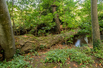 Trunk over the river