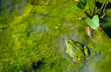 green fat frog lies in the bog in summer day