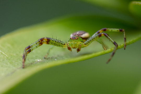 Tiny spider detailed macro photo