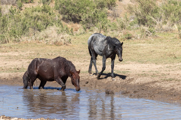Wild horses at a Desert Waterhole in Utah