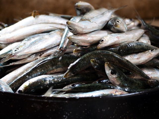 fresh fish in the market