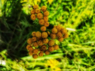close up of pine cones