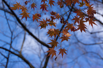 Shimogamo Shrine's autumn leaves, Shimogamo, Sakyo Ward, Kyoto City, Kyoto Prefecture.