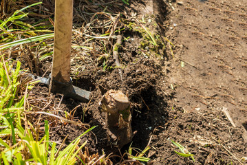 Pickaxe when loosening a wood root