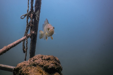 fish looks while diving in a lake