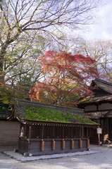 Shimogamo Shrine's autumn leaves, Shimogamo, Sakyo Ward, Kyoto City, Kyoto Prefecture.