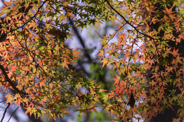 Shimogamo Shrine's autumn leaves, Shimogamo, Sakyo Ward, Kyoto City, Kyoto Prefecture.