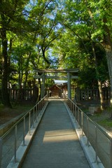 Fototapeta na wymiar 富岡八幡宮　林の中の鳥居と祠 鹿嶋神社　大鳥社