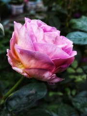 pink rose in the garden