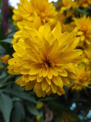 yellow chrysanthemum flower