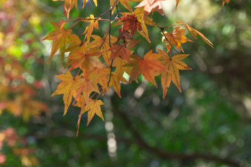 Shimogamo Shrine's autumn leaves, Shimogamo, Sakyo Ward, Kyoto City, Kyoto Prefecture.