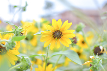 sunflower field in summer