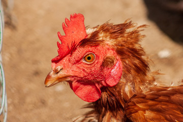 Closeup red chicken head in farm