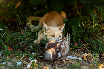Ginger young domestic cat bites a captured pigeon on green grass in the garden. Cat predator and dove.
