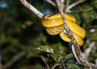 Kinabatangan river, Sabah, Borneo- JANUAR 2019: Banana snake close-up, Borneo