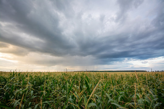Colorful picture of field of corn ready for harvesting before the rain