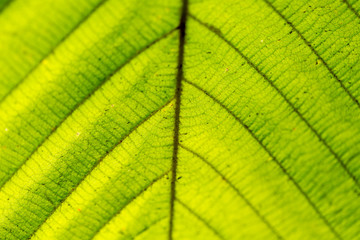 Leaf samples from nature in Thailand.