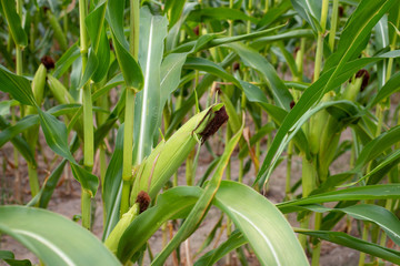 Fresh ripe maize in the field