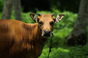 Asian Brown Buffalo