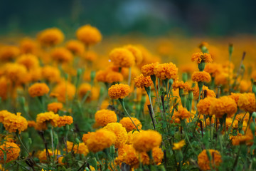 Yellow Flower Garden