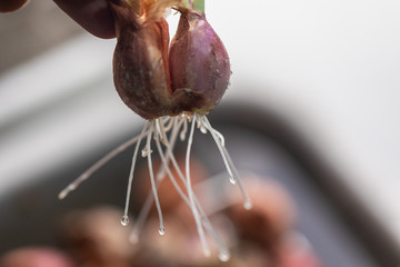 Seeding onion roots to study mitosis cells in Laboratory.