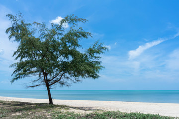 Fototapeta na wymiar Pine tree on the beach with sky background.