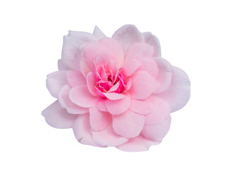 Pink of Damask Rose flower on white background.