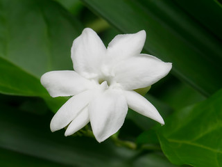 Close up of white jasmine flower
