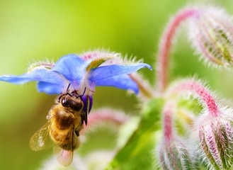 bee on a flower