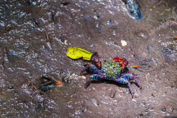 Close up of beautiful mangrove crab feeding on mudflats during low tide. Mangrove crab, a small colorful crab, living on mudflats in mangrove forest in Thailand.