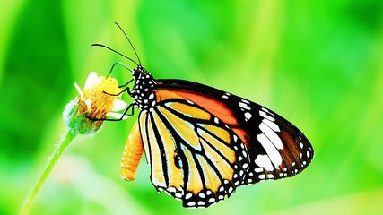 Fototapeta na wymiar Thai butterfly in pasture flowers Insect outdoor nature butterfly on leaf