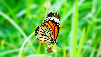 Fototapeta na wymiar Thai butterfly in pasture flowers Insect outdoor nature butterfly on flower