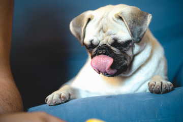 Extremely cute and funny pug dog resting on a blue coach with his tongue out from his mouth