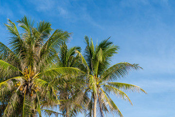 Fototapeta na wymiar Coconut palm trees with blue sky.