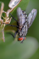 Fly macro close-up, insect photography