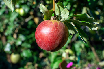 red apples on a tree