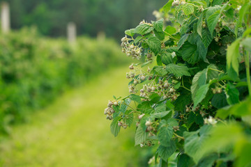 raspberry in the garden