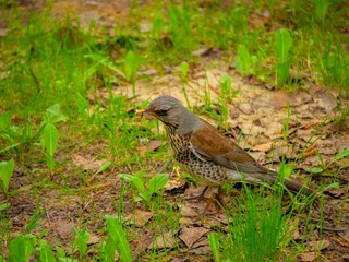 a small bird eating on the grass