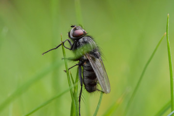 Fly macro close-up, insect photography